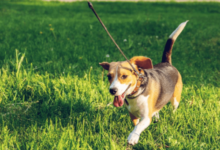 Dog Walking Services for Daily Exercise and Companionship