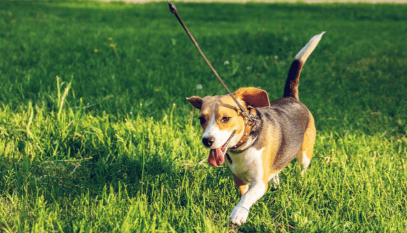 Dog Walking Services for Daily Exercise and Companionship