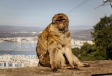 complete guide to globo