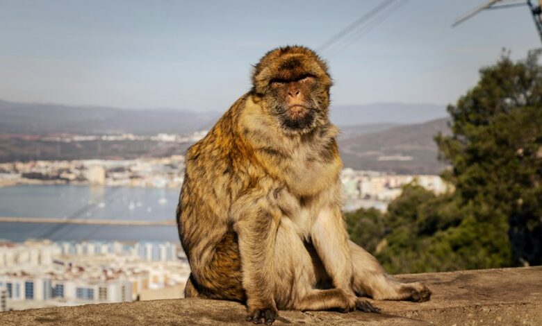 complete guide to globo