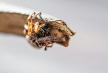 innovative digital growth strategy