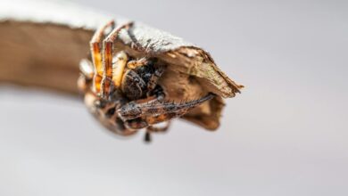 innovative digital growth strategy